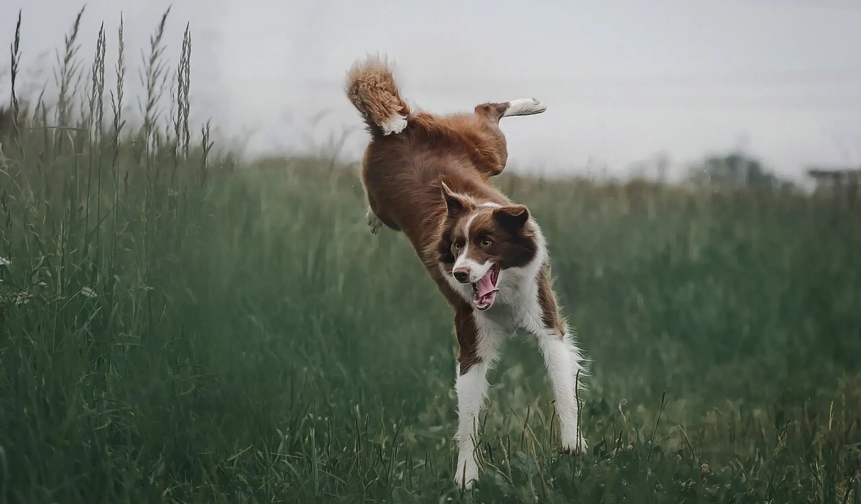 Urlaub mit Hund – bei uns ganz unkompliziert
